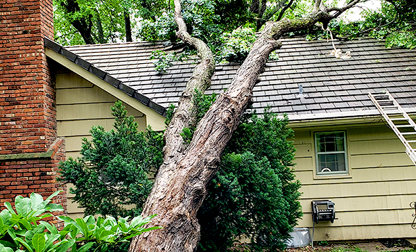 Fallen-Tree.jpg